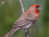 Photos of Red Breasted House Finch Photos