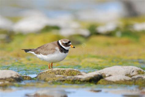 Greater Ringed Plover Stock Photo Image Of Adorable 29449684