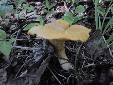 Maryland Biodiversity Project Cantharellus Flavus