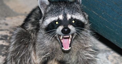 Rabid Raccoons Found In New York City For First Time In Years Cbs News