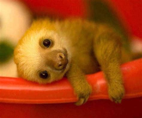 100 Cute Baby Animals Meowlogy Cute Baby Sloths Baby Animals