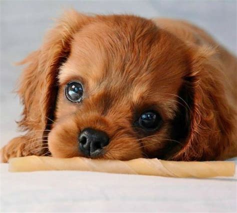 Caring for a cavalier king charles spaniel entails a wide range of considerations. Ruby Cavalier King Charles Spaniel puppy.