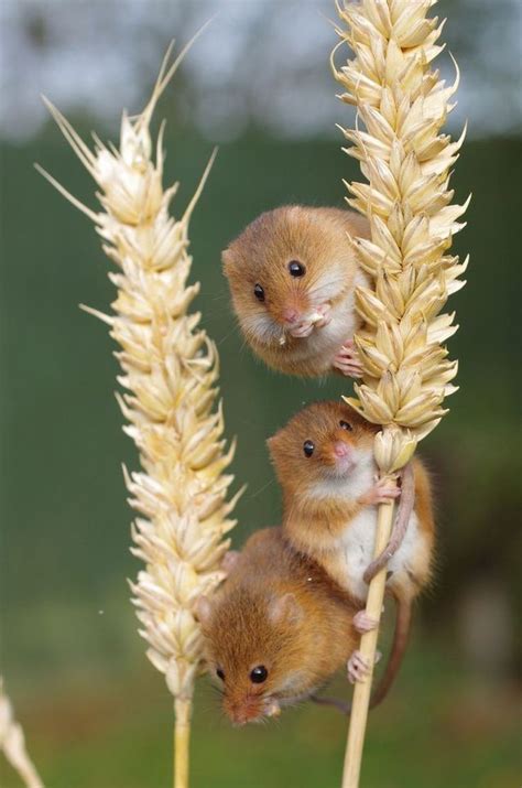 39 best mice field mice field mouse harvest mouse images on pinterest rodents tooth fairy