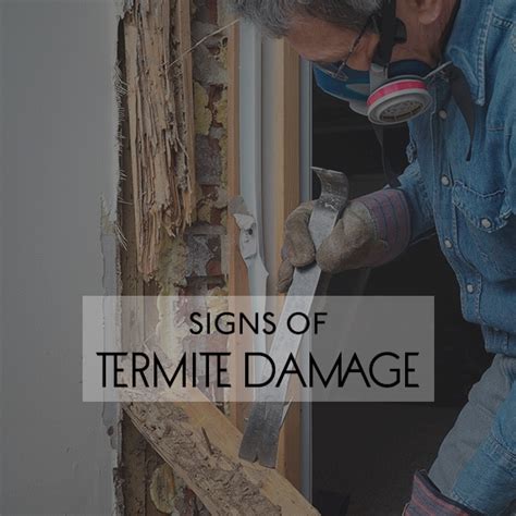 Signs Of Termite Damage Varsity Termite And Pest Control