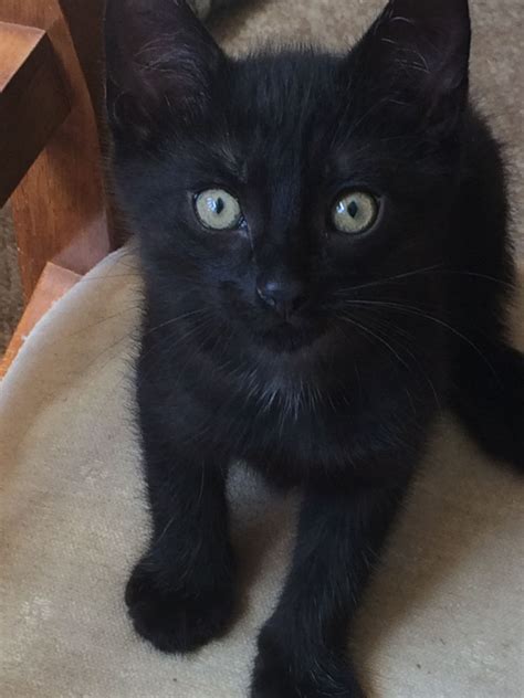 Puppyfinder.com is your source for finding an ideal puppy for sale near houston, texas, usa area. Fluffy black kitten for sale | Ilminster, Somerset ...