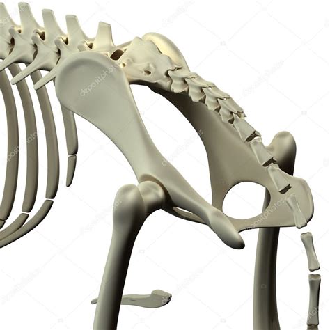Dog Pelvis Hip Anatomy Anatomy Of A Canine Pelvis Hip — Stock Photo