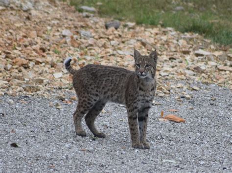 Bobcat Illinois Native Cat Clifftop