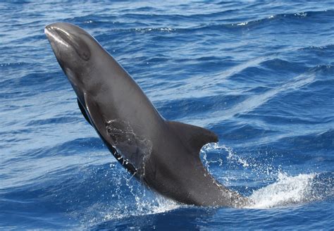 Melon Headed Whale Whale And Dolphin Conservation Australia