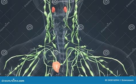 Lymph Nodes And Thyroid Glands Stock Photo Image Of Lymph Advice