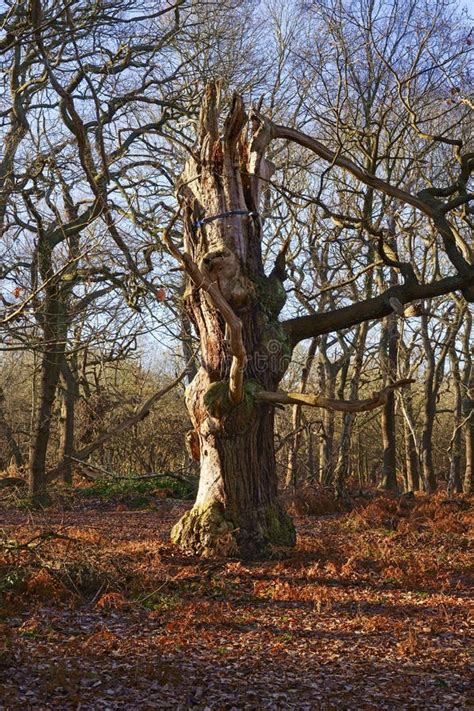 A Twisted Ancient Oak Tree In Sherwood Forest Stock Image Image Of