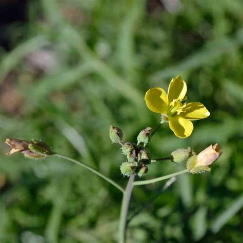 Wild Italian Arugula Seeds Terroir Seeds