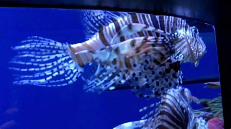 Aquarium Of The Pacific Seahorses And Seadragons Youtube