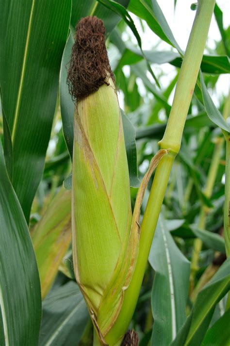 Stronger Corn Stalks Could Lead To Greater Food Security Clemson News