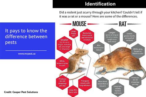 They have a significant role played on the ecosystem and one of the roles is to keep pests under control. Why DIY Pest Control Doesn't Work