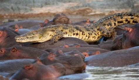 lupta socanta intre un crocodil si o turma de hipopotami foto