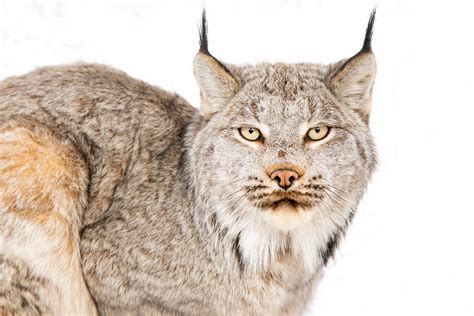 How To Catch A Wildcat Tracking Lynx Across The Vast By Usfish