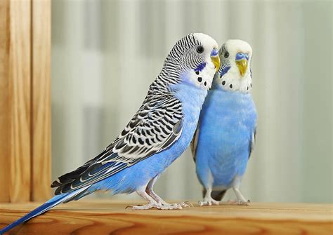 How much does this sweater cost? How Much Does a Parakeet Cost? (+Monthly Expenses) | World ...