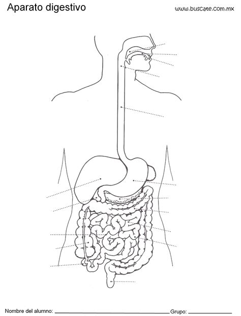 Medical School Essentials Body Systems Human Digestive System