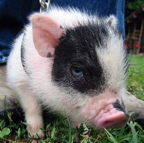 And I Shall Call You Pot Belly Pigs Cute Piglets Baby Pigs