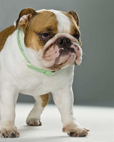 Miniature English Bulldog Dog Breed Everything About Miniature