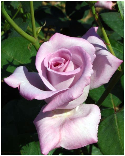 Light Purple Rose Chandigarh Rose Garden Plant And Nature Photos