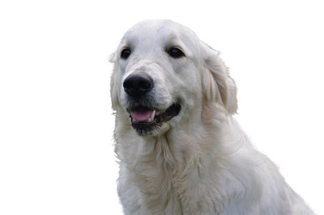 100 Free White Fluffy Dog And Dog Images Pixabay