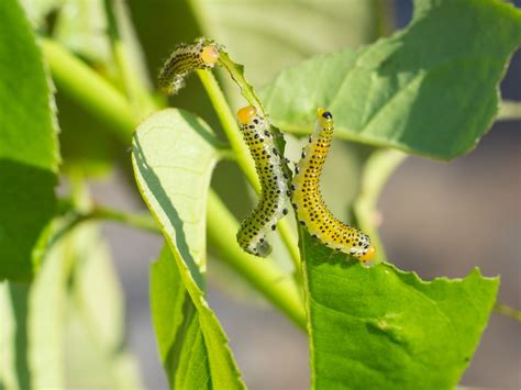 What Is Eating My Rose Leaves? UK Pest Control Experts Weigh In  Homes