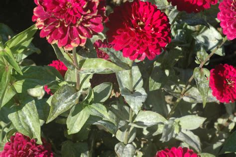 In 1999, brazilian scientist wagner copper and sulfur a traditional treatment for plant diseases involves spraying sulfur and copper on. Using Milk to Prevent Powdery Mildew | The Meadowlands ...