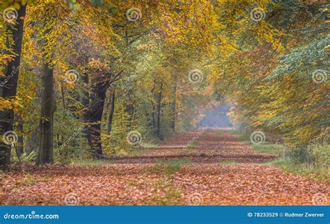 Autumn Lane With Yellow Beech Trees Stock Image Image Of Colorful