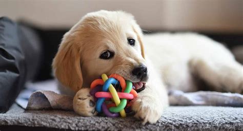 Best Toys For Golden Retrievers Great Toys For Puppies