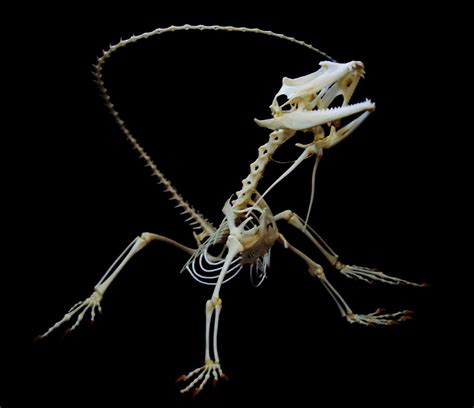 Frilled Lizard Skeleton Chlamydosaurus Kingii Skeleton It Flickr