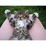 Funny Cats  Part 4 40 Pics Amazing Creatures