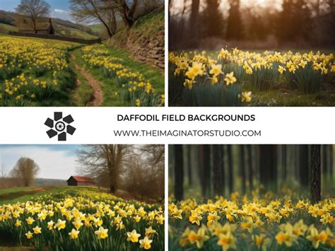 Daffodil Digital Backdrop Flower Field Yellow Flowers Spring Daffodil
