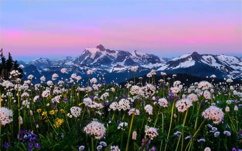 Snow Mountains Alpine Meadows With Wild Flowers North Cascades National