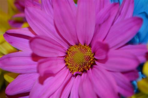 Pretty Pink Colorful Daisy Flowers Free Stock Photo Public Domain