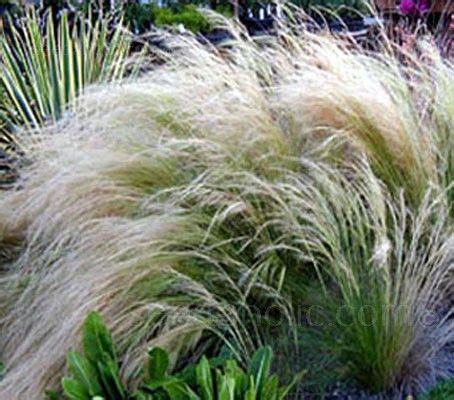 Stipa Tenuissima Plants Are Covered With Masses Of Elegant Pale