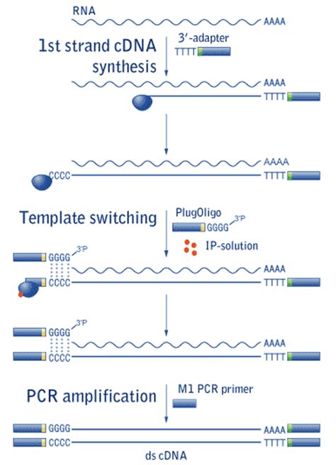 Six replicate cdna reactions were performed for each input. Cdna synthesis protocol - Kundenbefragung fragebogen muster