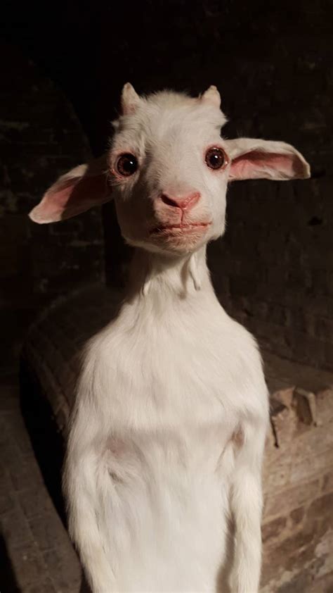 Playboi Carti Standing Goat Siivagunner Wikia Fandom