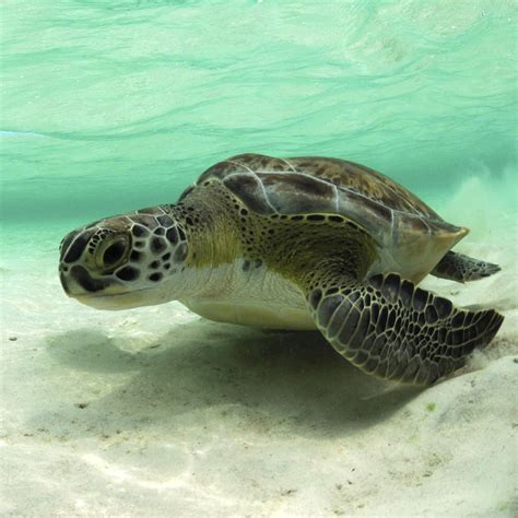 Green Sea Turtle Reproduction