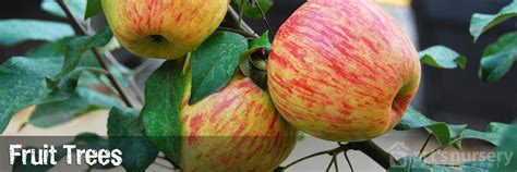 See more ideas about fruit, pecan tree, fruit trees. Fruit & Nut Trees | Arts Nursery Ltd