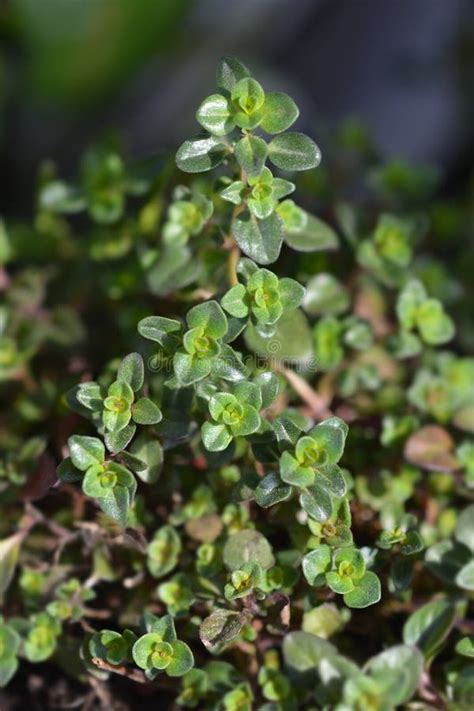 Red Creeping Thyme Stock Photo Image Of Creeping Leaf 141674574