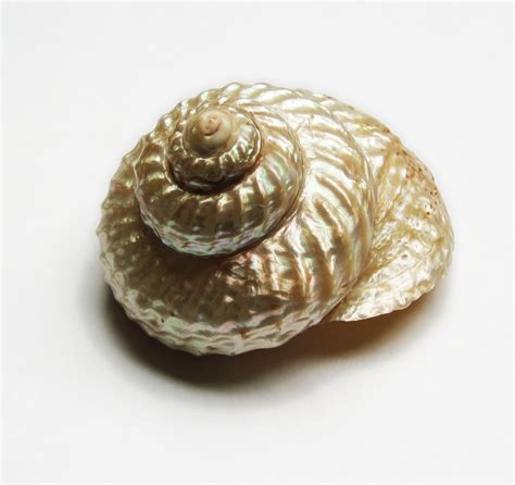 Sea Shell 1 Free Photo Download Freeimages