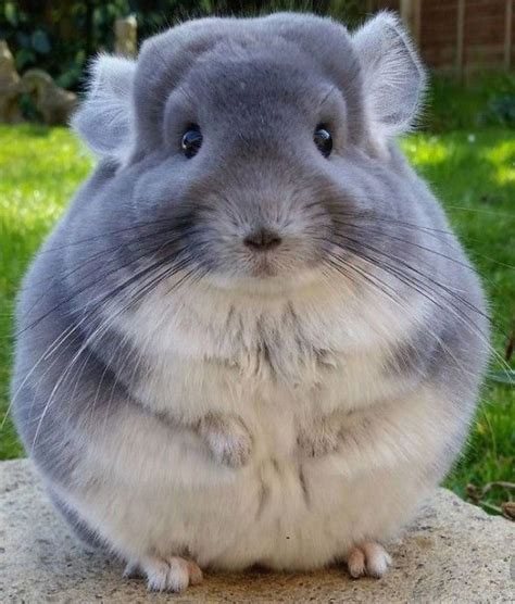 There are always thins you can do to fix this, like the pet buddies made out of chinchilla safe fleece. Look at this cute Chinchilla! :3 I hope you have a good ...