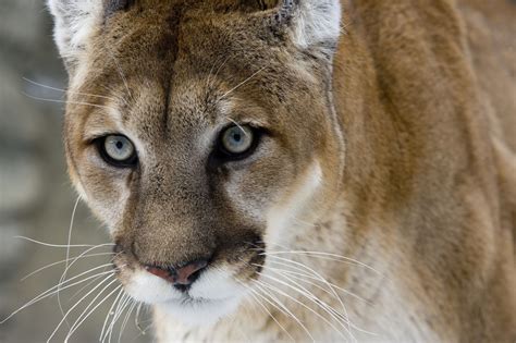 Cougar Mountain Lion Habitat Animal Sake
