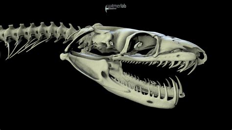 Tree Boa Snake Skull Download Free 3d Model By