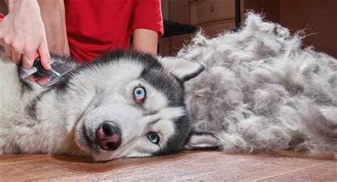 Husky Grooming Top Tips For Looking After Your Dog