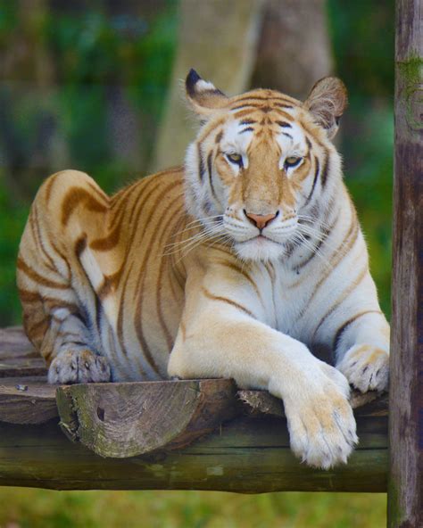 Gambar Margasatwa Kebun Binatang Binatang Menyusui Fauna Harimau