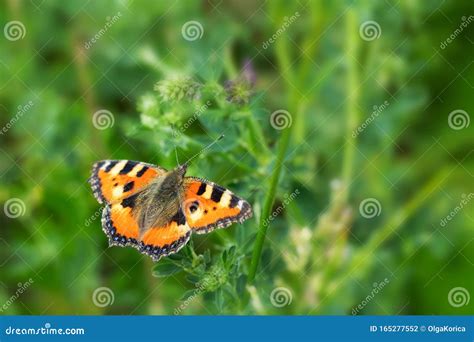 Nymphalis Urticae Beautiful Butterfly Orange Black Wild Insect With
