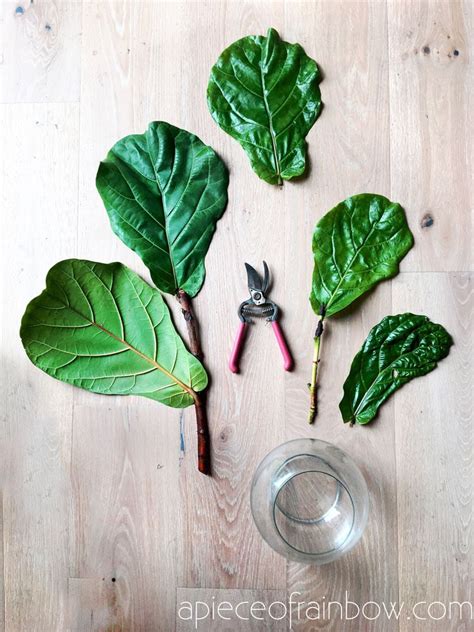 Fiddle Leaf Fig Propagation 100 Success In 2 Easy Ways A Piece Of