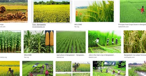 Crops Of Bangladesh